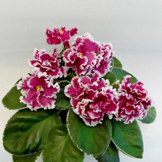 Фиалка сердце камелота