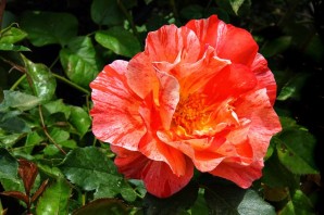 Роза гримальди