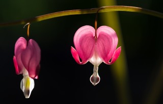 Цветы разбитое сердце