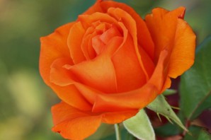 Оранжевые розы сорта