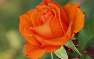 Оранжевые розы сорта