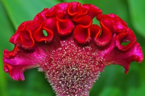 Цветок петушиный гребешок