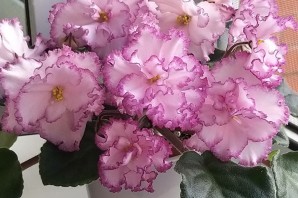 Фиалка менуэт