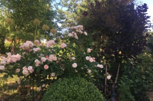 Корнелия роза