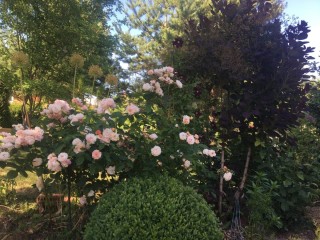 Корнелия роза