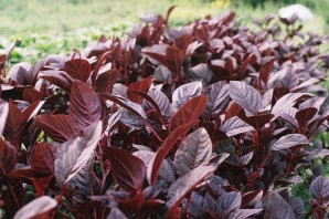 Садовый цветок с бордовыми листьями