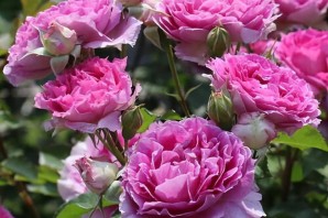 Роза шахерезада