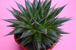 Колючий комнатный цветок