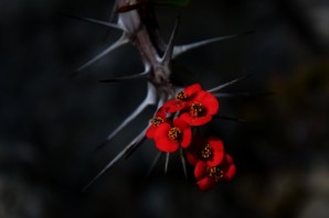 Ядовитые красивые цветы