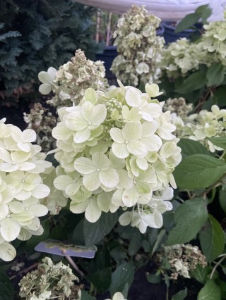 Гортензия мультифлора