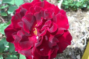 Роза эпоха мондадори