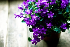 Фиолетовый комнатный цветок