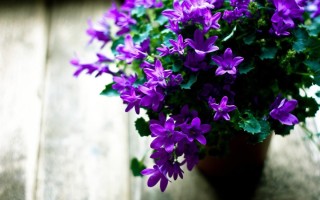 Фиолетовый комнатный цветок