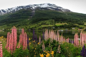 Национальный цветок норвегии