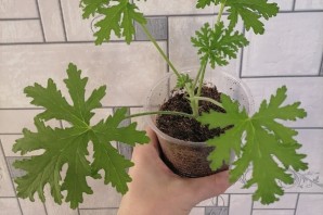 Душистая герань