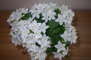 Цветок белая невеста