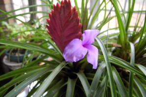 Комнатный цветок петушок