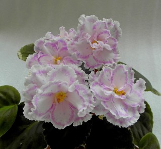 Фиалка оливия