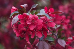 Декоративная яблоня с розовыми цветами