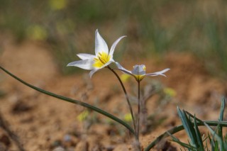 Двуцветковый тюльпан