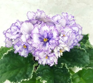 Фиалка ко северное море