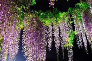 Свисающие комнатные цветы