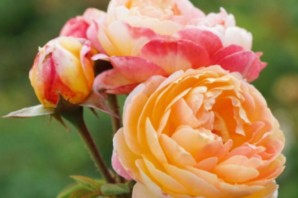 Роза розоман жанон