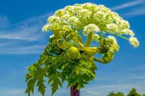 Цветок борщевик