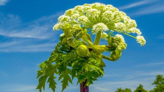 Цветок борщевик