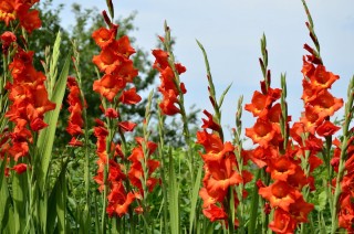 Высокие садовые цветы