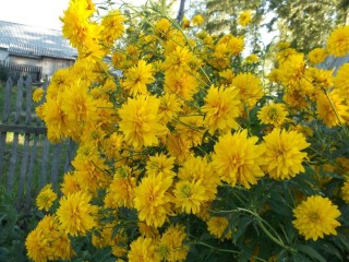 Желтые высокие цветы многолетники