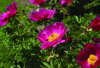 Пион анемонефлора