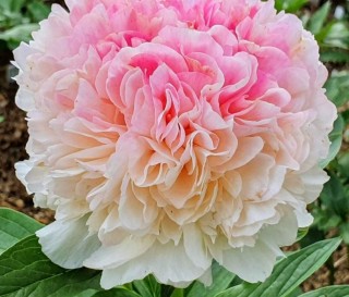 Салмон глори пион