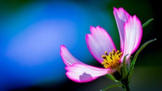 Цветы заставка на рабочий стол