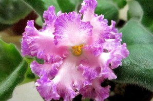 Фиалка сахарный щербет