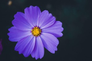 Фиолетовый цветок с желтой серединкой