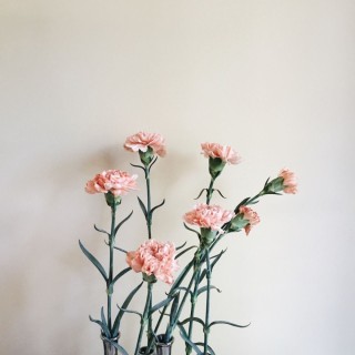 Маленькие гвоздики