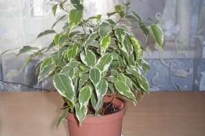 Фикус с белыми листьями