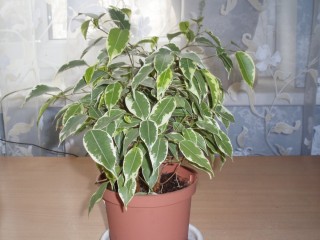 Фикус с белыми листьями