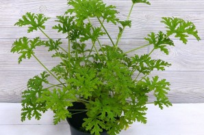 Пахучая герань