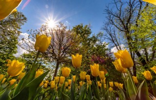 Желтые лесные тюльпаны