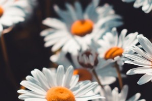 Обои на телефон эстетика ромашки