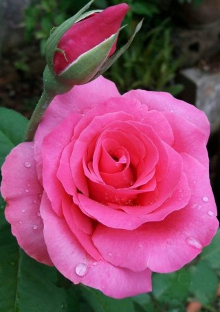 Роза венроза