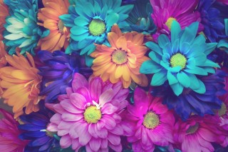 Разноцветные цветочки