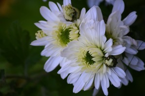 Хризантема сталион