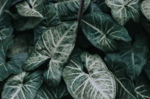 Зеленый цветок с белыми прожилками