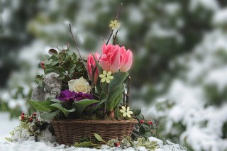 Цветы на снегу с днем рождения
