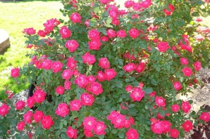 Роза биг бен