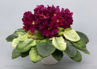 Фиалка бой быков голд