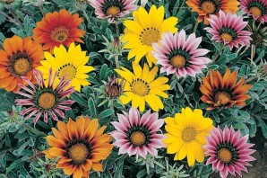 Однолетние цветы